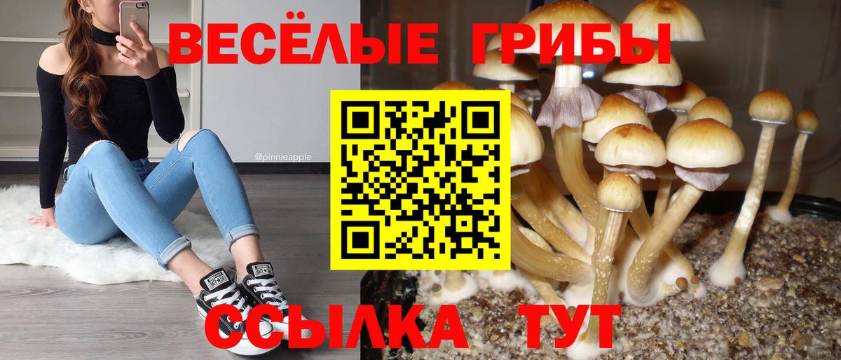 Галлюциногенные грибы Psilocybe Борисоглебск